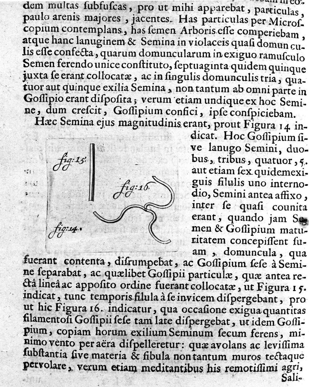 Representação de uma semente de árvore frutífera Descrição feita pelo comerciante e cientista holandês Antoine van Leeuwenhoek (ou Leeuvenhoek Leeuwenhoeck) (ou Antoni ou Anthonie) (1632-1723). Gravura de "Investigatio Arcanorum" 1722 de Unknown artist