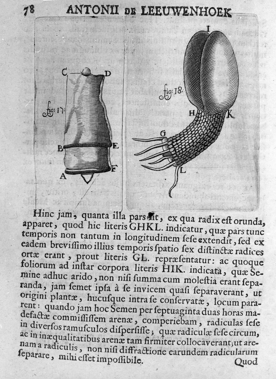 Representação de uma semente de árvore frutífera Estudo do comerciante holandês e naturalista Antoine van Leeuwenhoek (ou Leeuvenhoek ou Leeuwenhoeck) (ou Antoni ou Anthonie) (1632-1723) Gravura da "Invetigatio Arcanorum" 1722. de Unknown artist