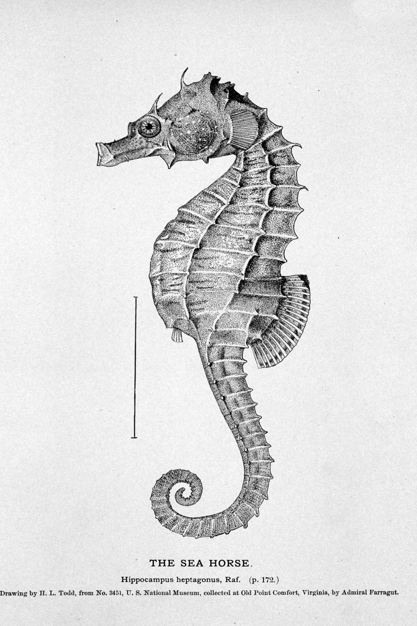 Representação de um cavalo marinho (Hippocampus heptagonis). Quadro de história natural do século XIX. de Unknown artist