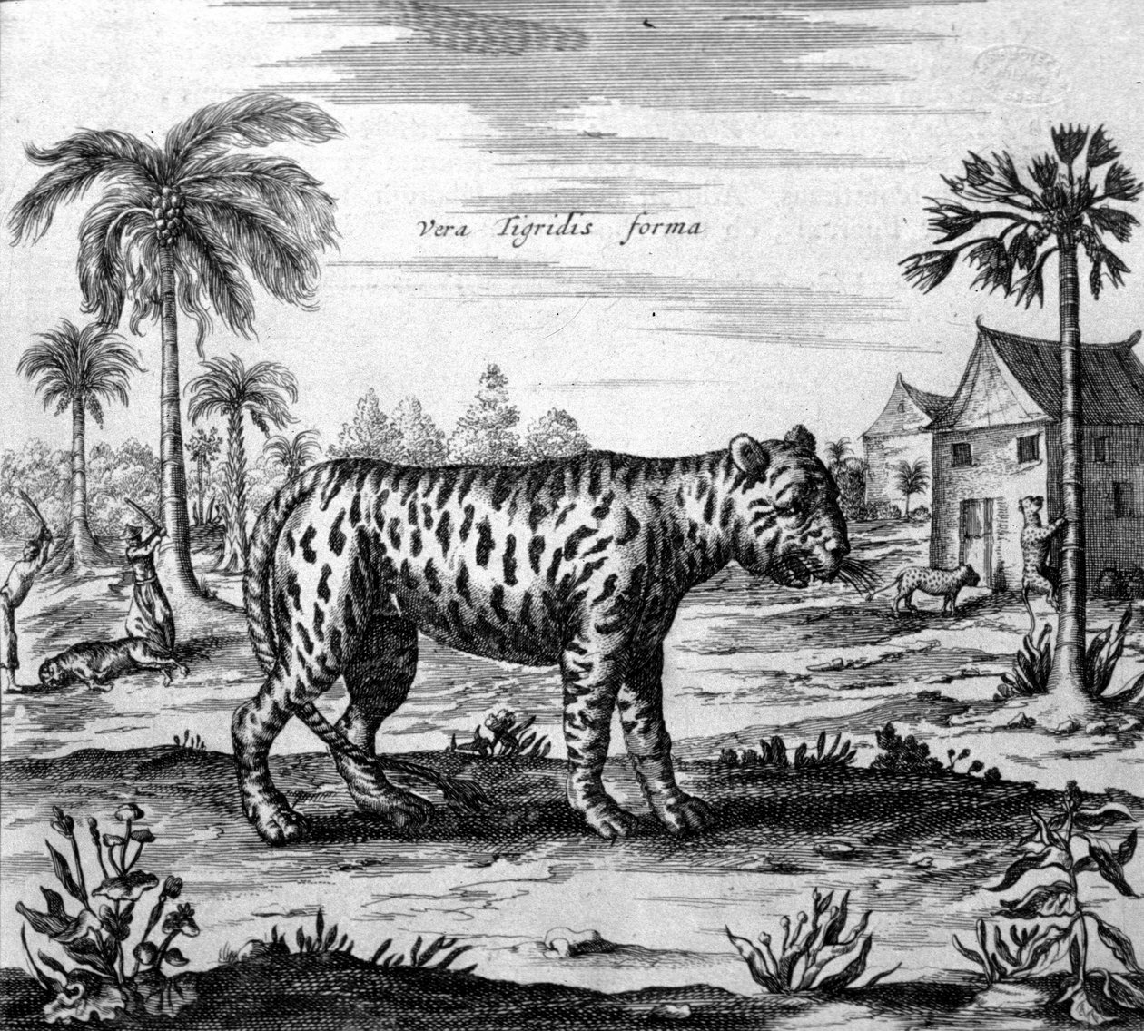 Representação de um tigre, gravura de “” De China Monumenta ”” de Athanasius Kircher de Unknown artist