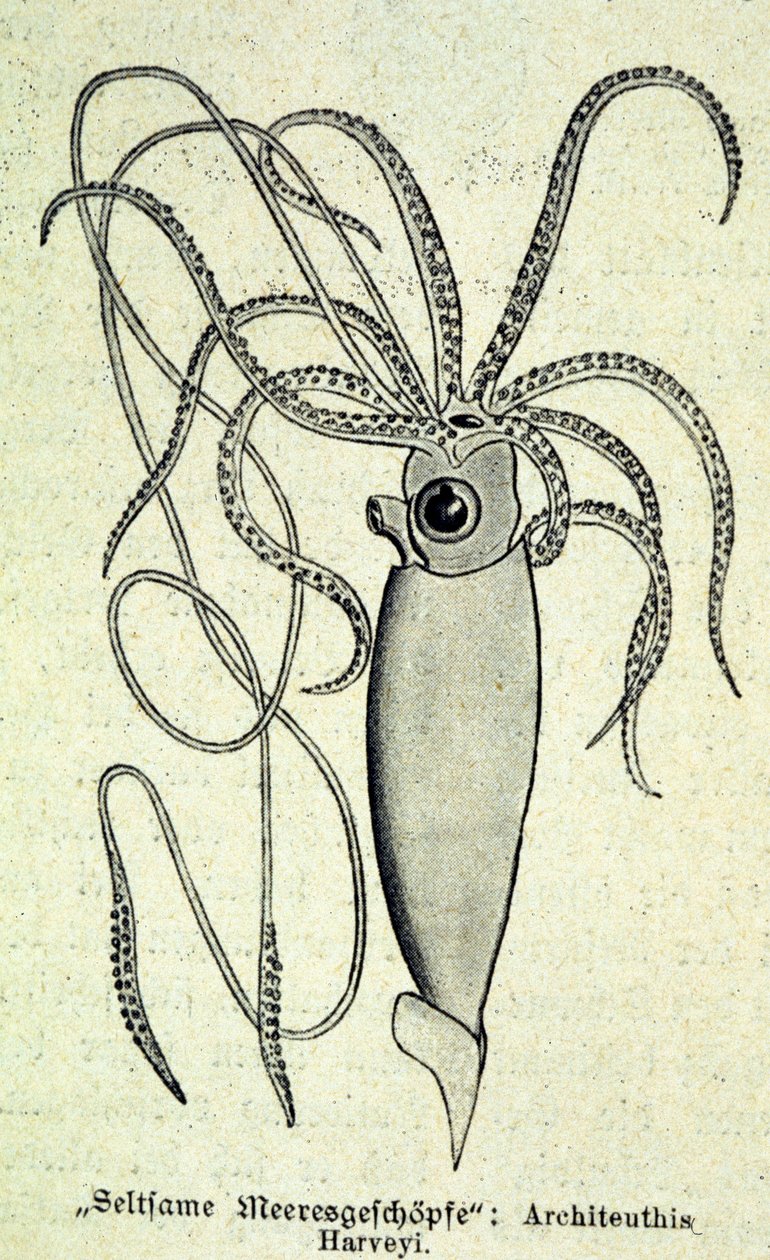 Representação de um Architeuthis Harveyi, lula gigante. de Unknown artist