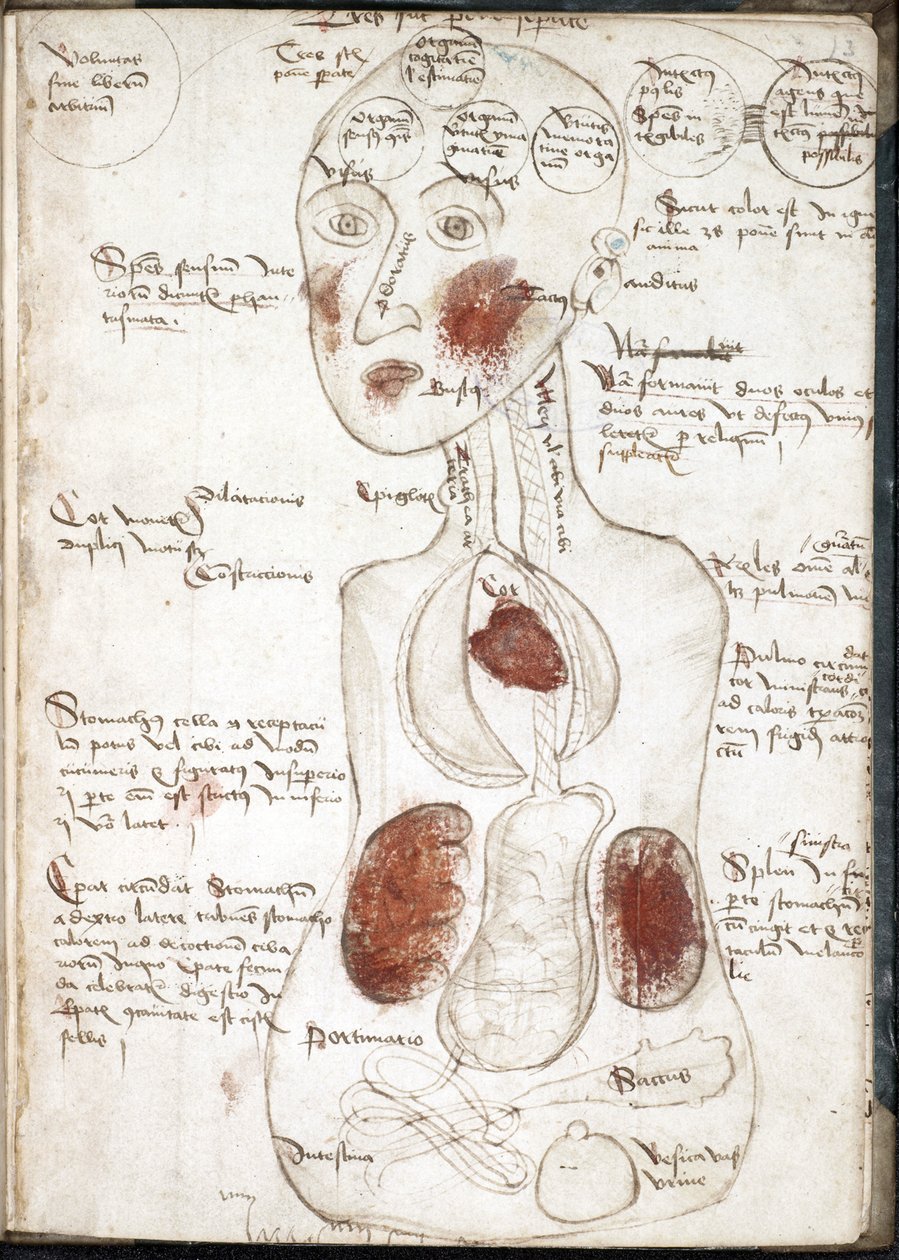 Representação de uma Teoria Aristotélica da Consciência (De: De corpore et anima) - Anónimo - 1497 - Aguarela em pergaminho - 22x15,8 - Biblioteca da Universidade John Rylands de Unknown artist