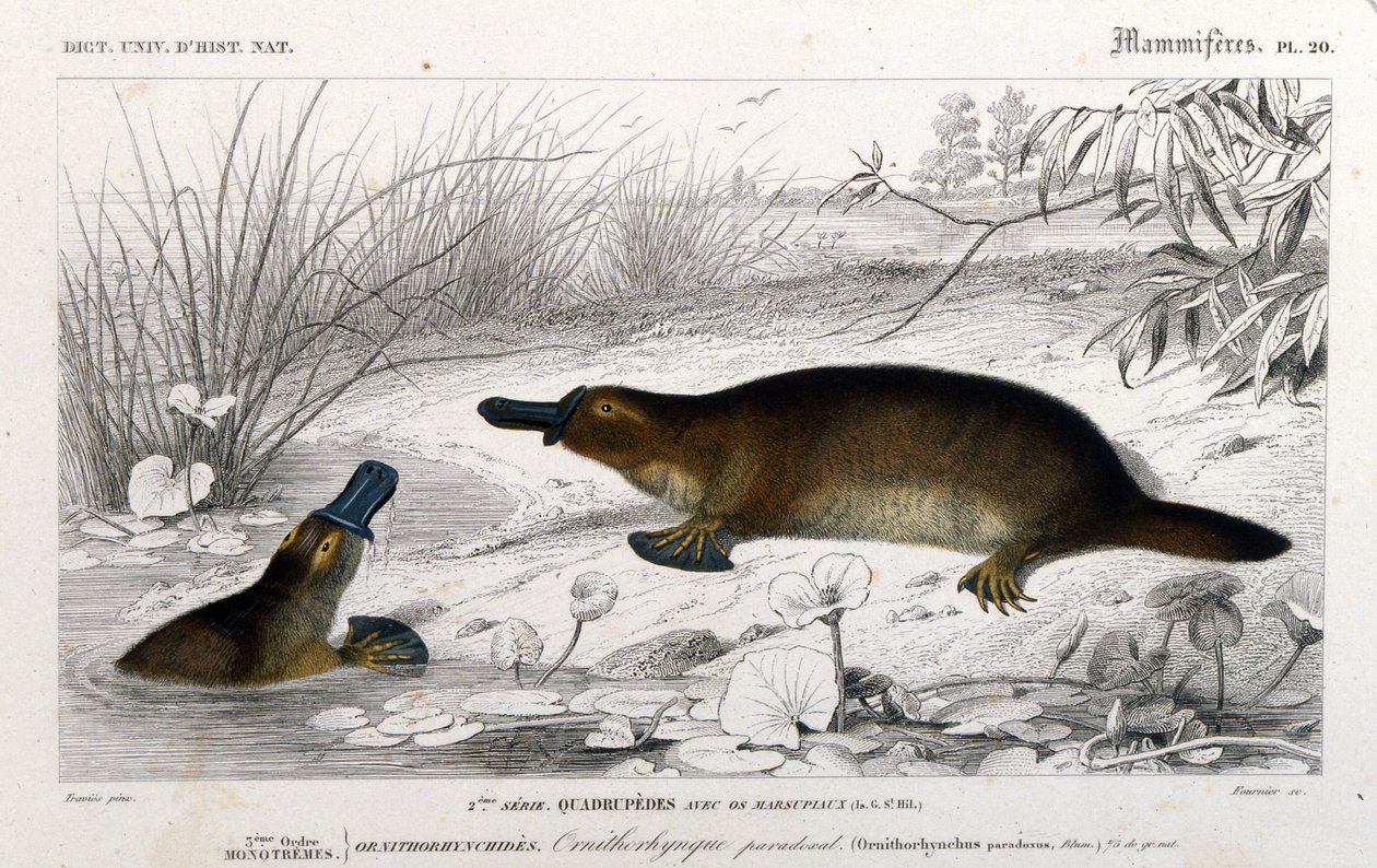 Representação de um Ornithorynch (Ornithorhynchus paradoxus, Blum.). gravura do "Dicionário Universal de História Natural" de C. D