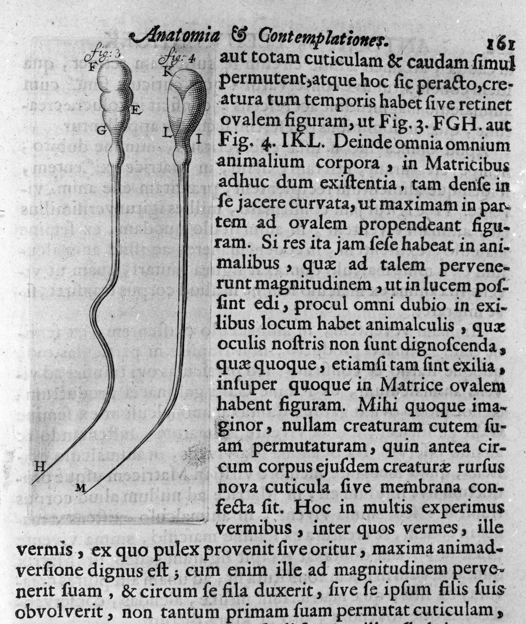 Representação de espermatozóides de cães Descrição feita pelo comerciante e cientista holandês Antoine van Leeuwenhoek (ou Leeuvenhoek Leeuwenhoeck) (ou Antoni ou Anthonie) (1632-1723). Gravura de "Investigatio Arcanorum" 1722 de Unknown artist