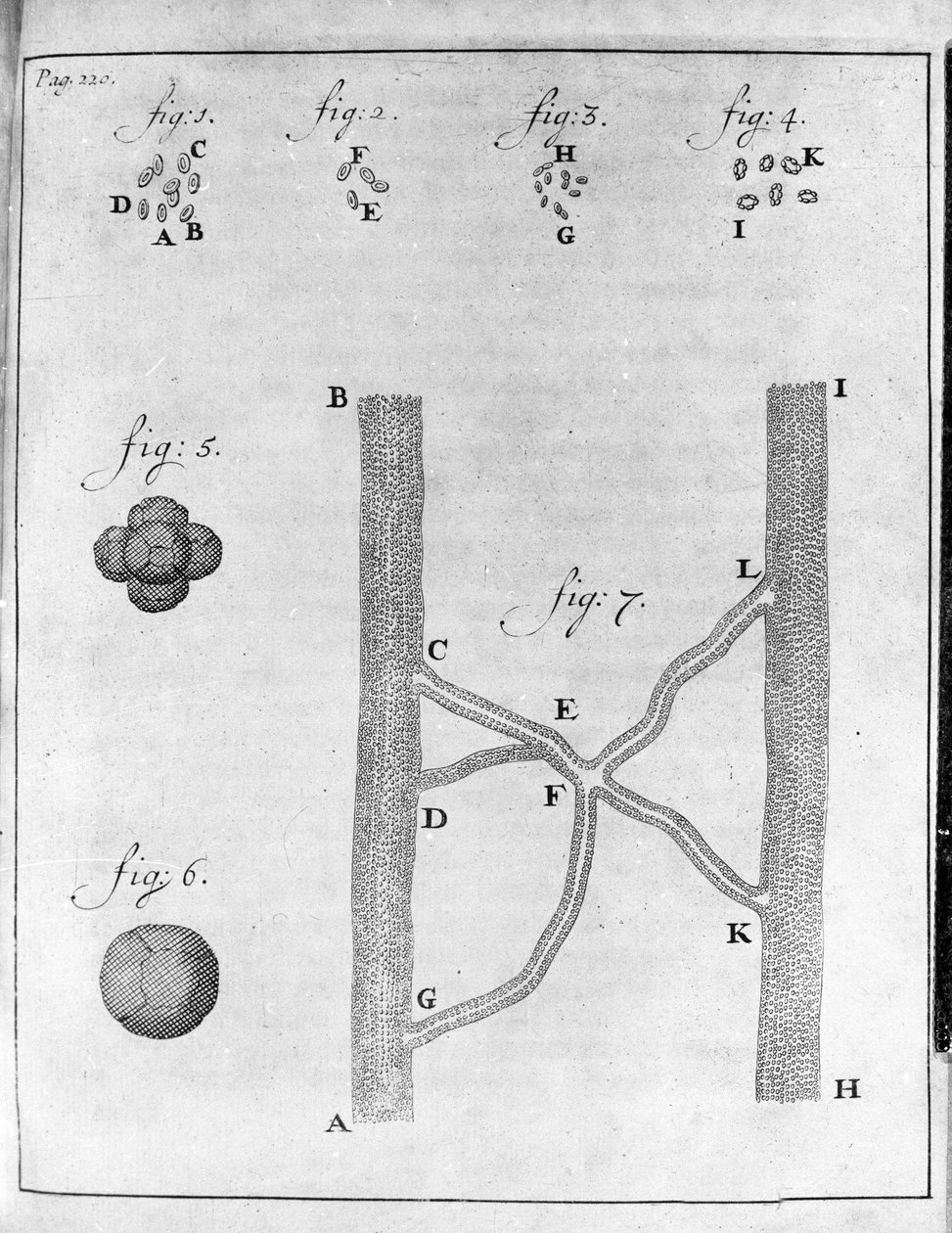 Representação de hematia (glóbulos vermelhos) de salmão e pregado Estudo do comerciante holandês e naturalista Antoine van Leeuwenhoek (ou Leeuvenhoek ou Leeuwenhoeck) (ou Antoni ou Anthonie) (1632-1723) Gravura de "Epistolae ad Societatem Regiam Angliam"  de Unknown artist