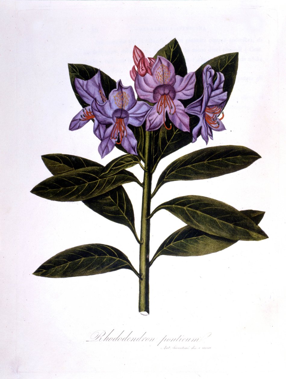 Rhododendron (Rhododendrum pontium). de Unknown artist