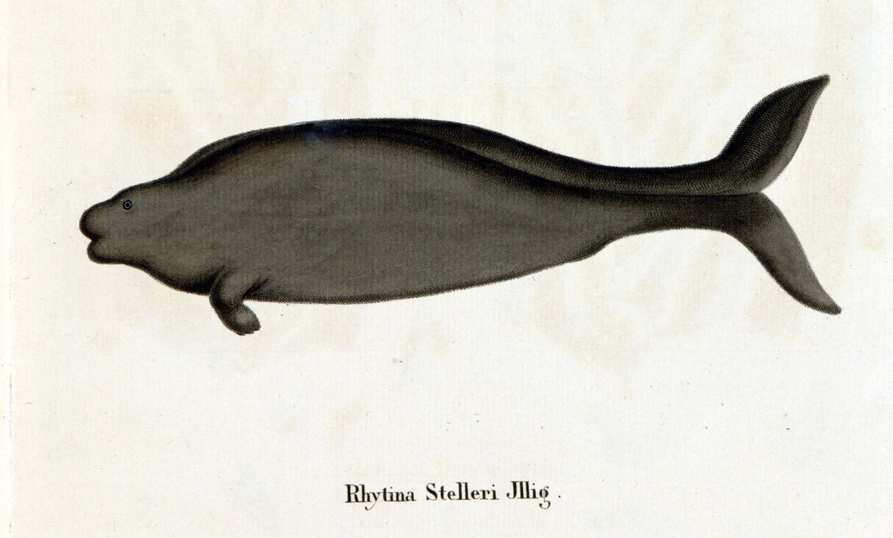 Rhytina Stelleri também chamada de vaca marinha Steller, exemplar desaparecido no século XVIII. de Unknown artist