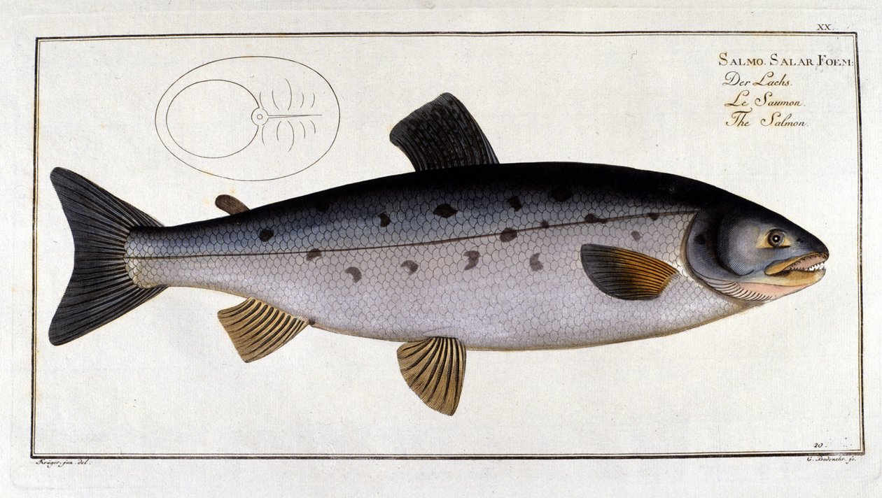 Salmão (Salmo salar) por Marc Elieser Bloch Ichtyologie Paris - Berlim - Londres 1787. de Unknown artist