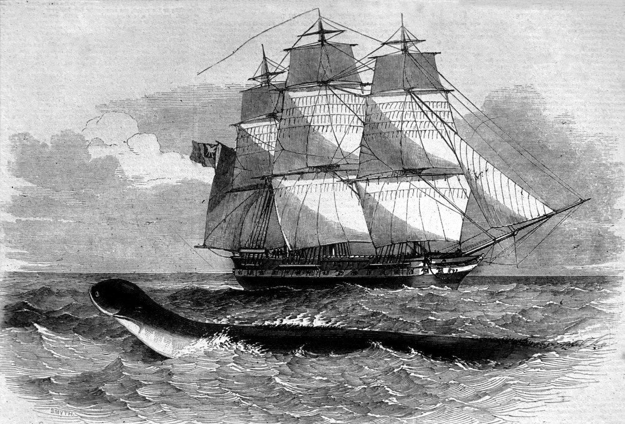 Monstro marinho: aparecimento de uma cobra marinha na estrada fregate da Daedalus em 1848. Gravura do século XIX. de Unknown artist