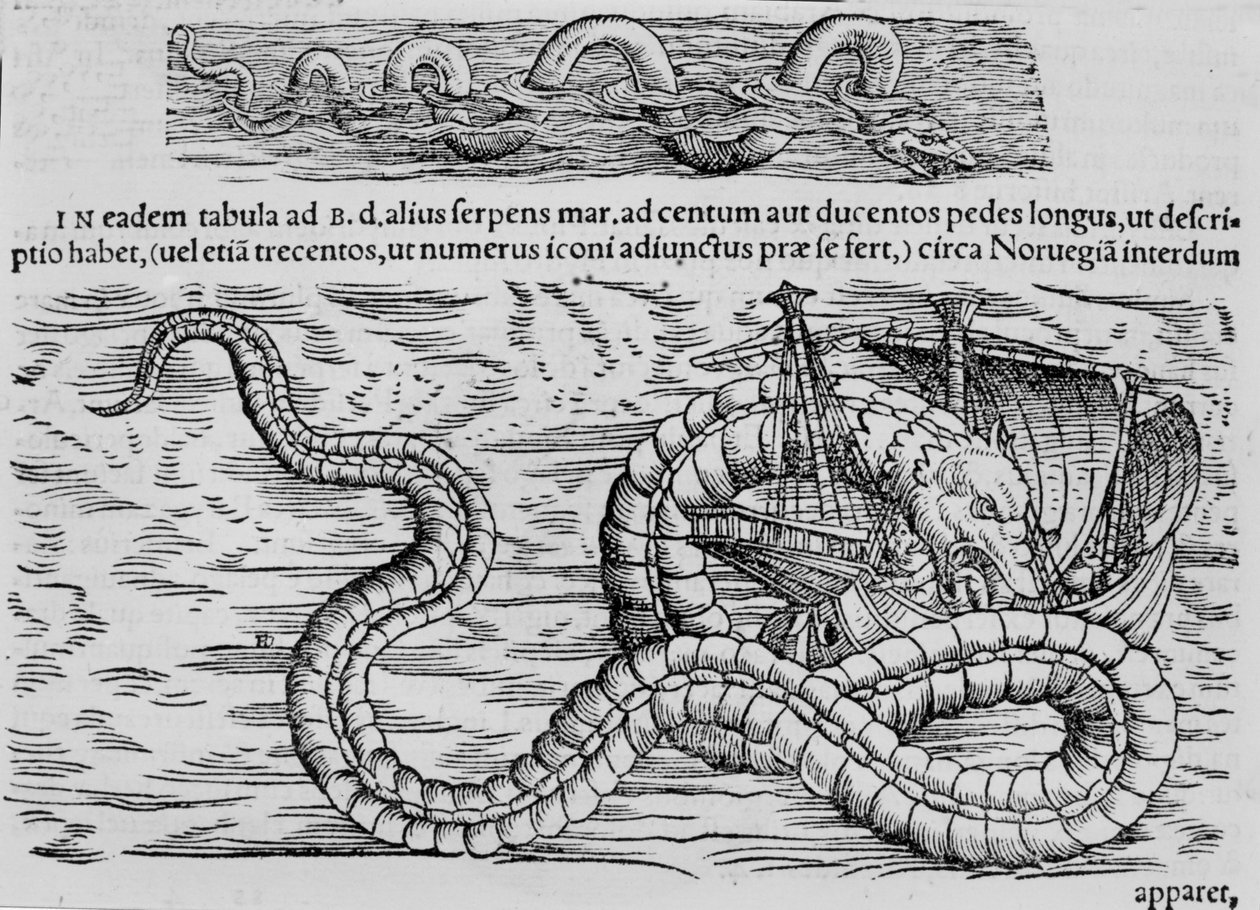 Cobra marinha, criatura marinha depois de Conrad (= Konrad) Gesner de Unknown artist