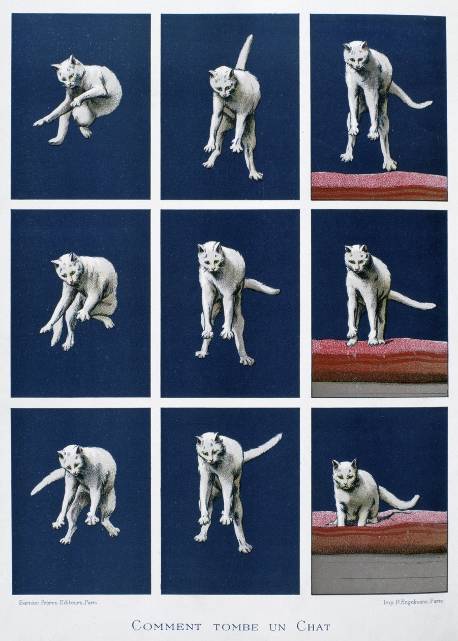 Série de fotogramas de um gato a cair, c.1895 (gravura) de Unknown artist