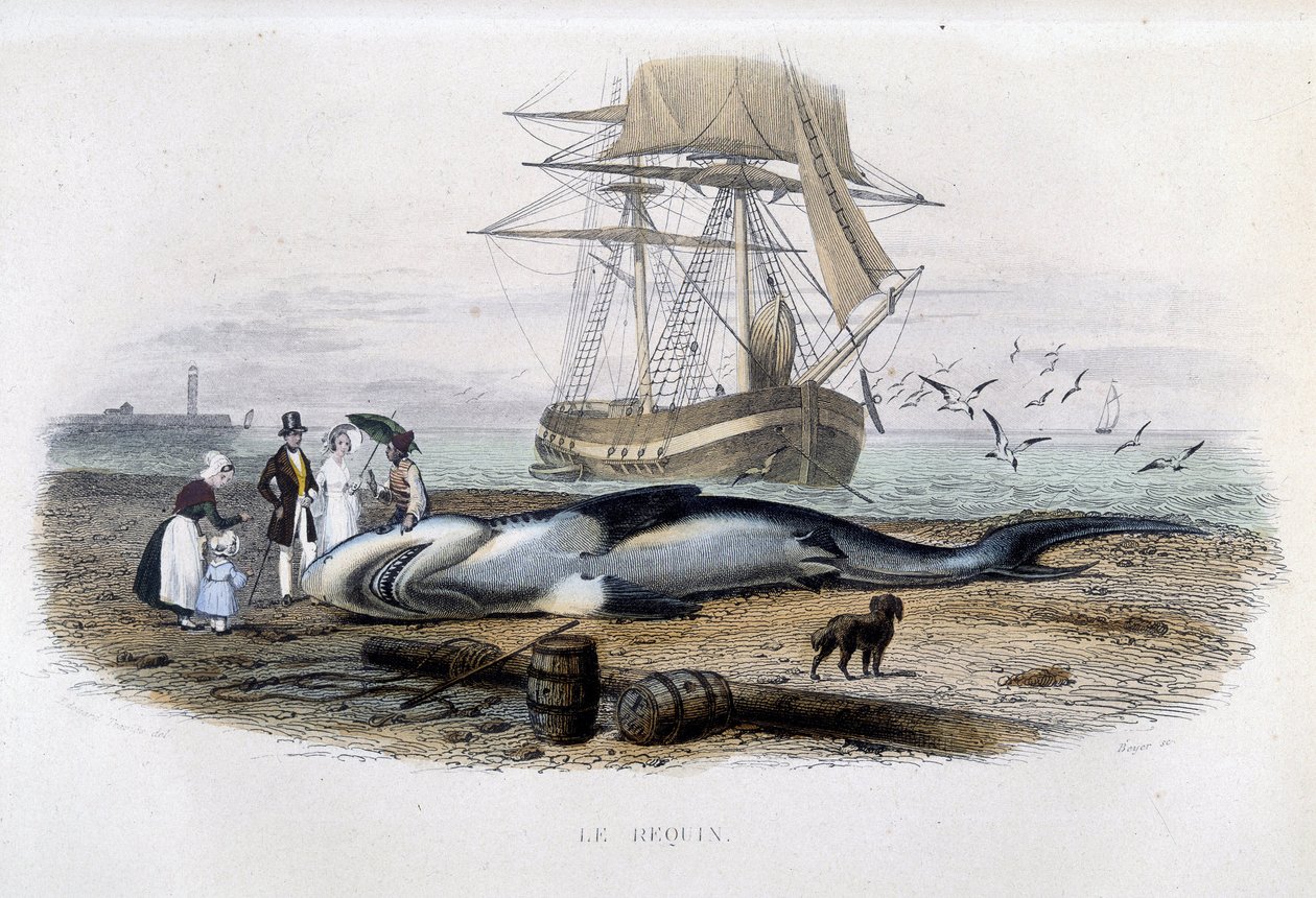 Pesca do tubarão - na "História natural de Lacepède de Unknown artist