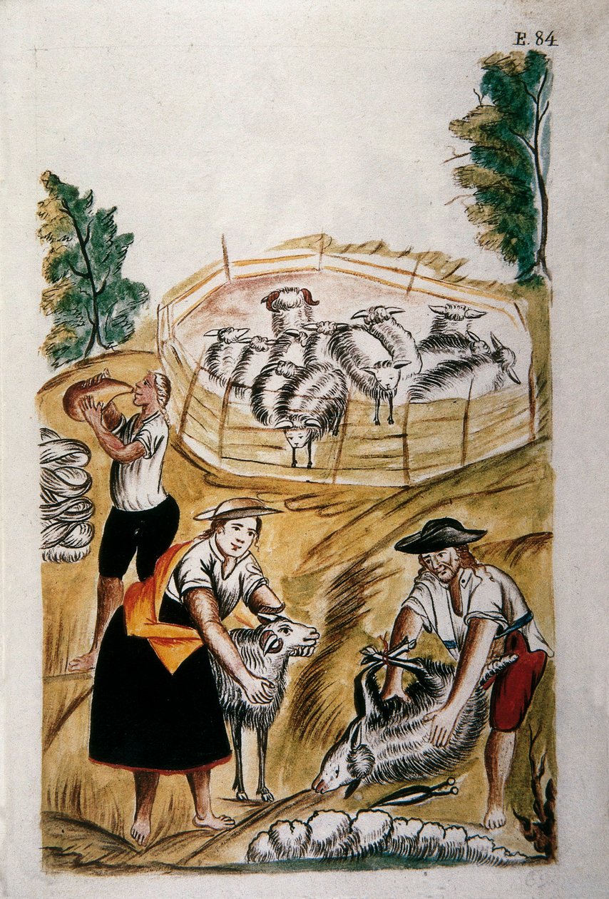 Tosquia de ovelhas, do livro "Trujillo del Peru" ou "Códice Martínez Compañón", de Baltazar Martinez Compañón y Bujanda, bispo de Trujillo (1782-1785) de Unknown artist