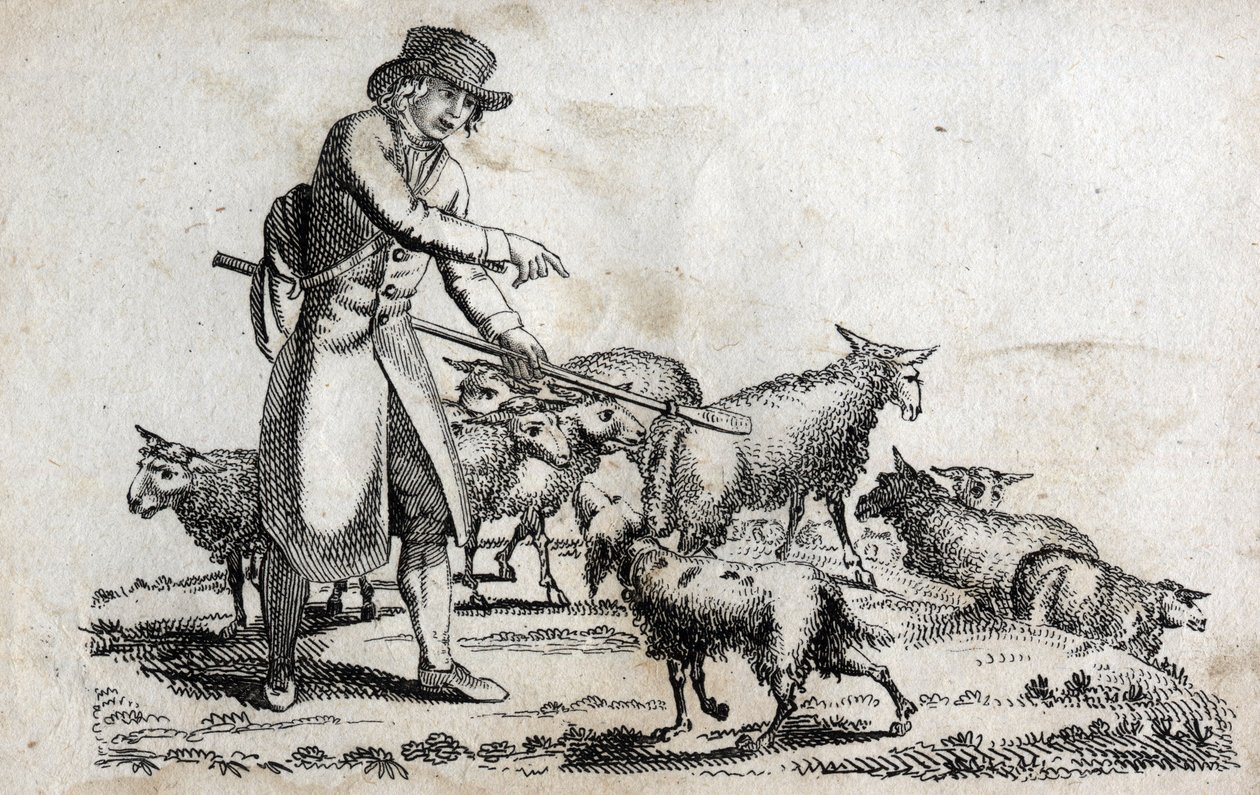 Pastor com o seu rebanho de ovelhas. Gravura de finais do século XVIII. Colecção privada. de Unknown artist