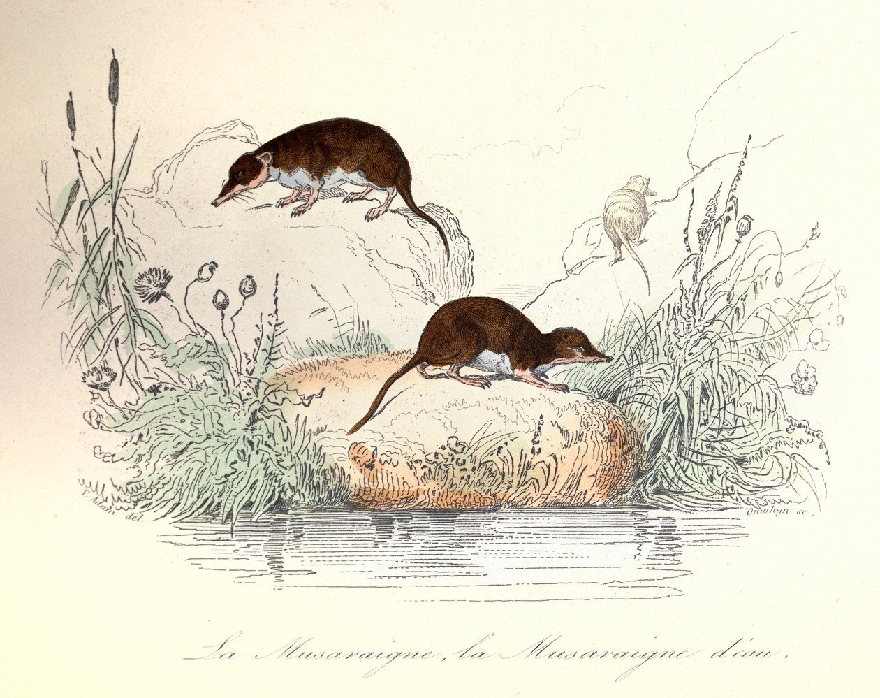 Musaranho e musaranho-de-água classificados segundo a nomenclatura de Linneene e Cuvier (gravura) de Unknown artist