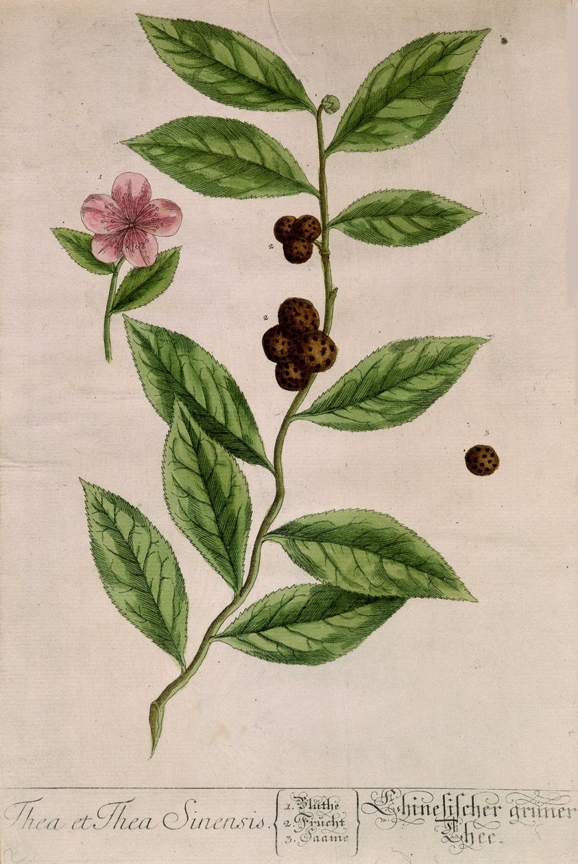 planta do chá Sinensis - tabuleiro botânico de Unknown artist