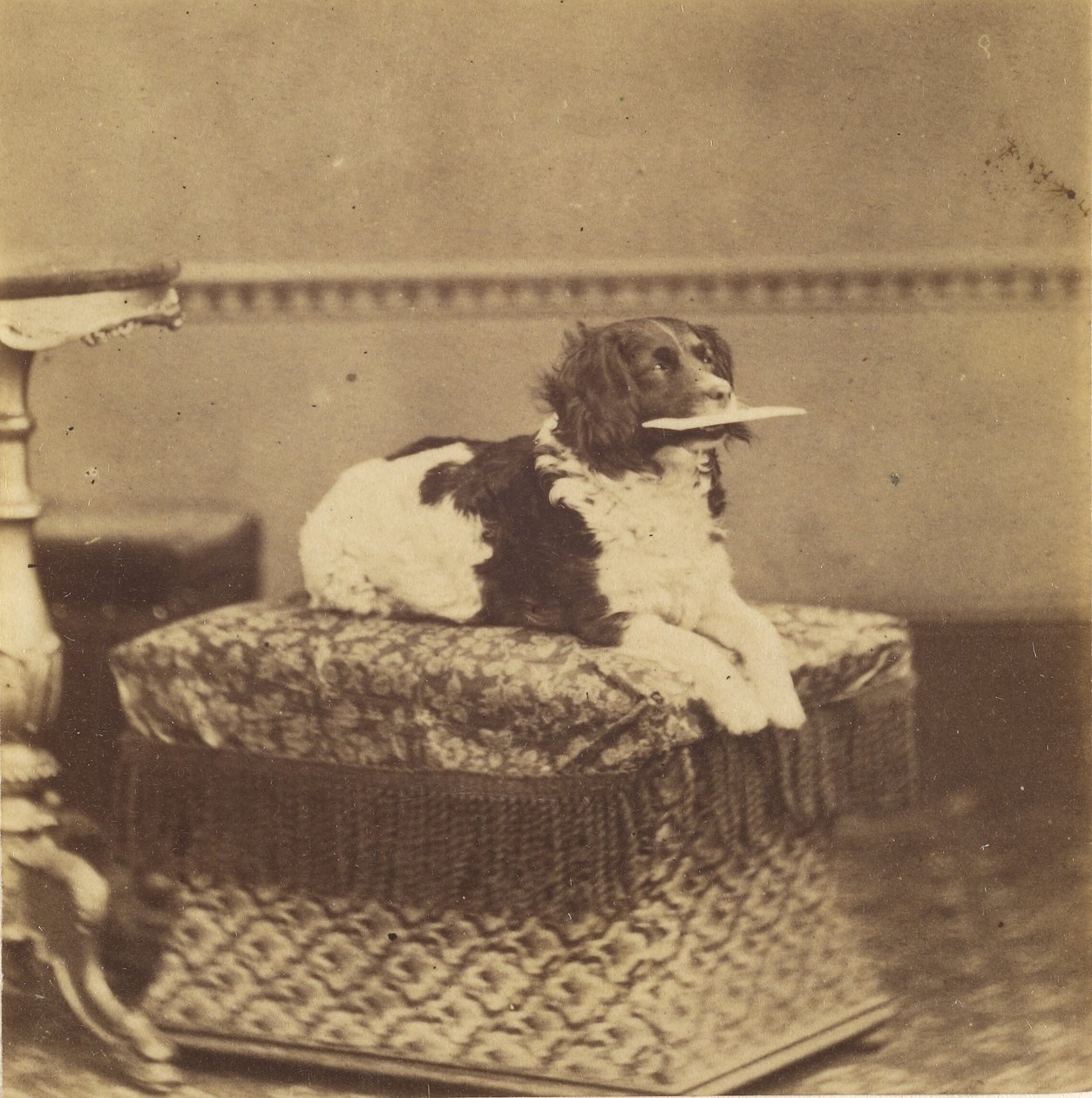 [Cão sentado com um pacote na boca]. de Unknown artist