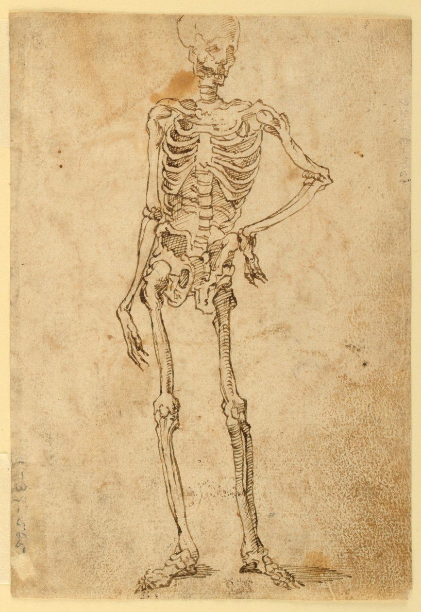 Esqueleto de Unknown artist