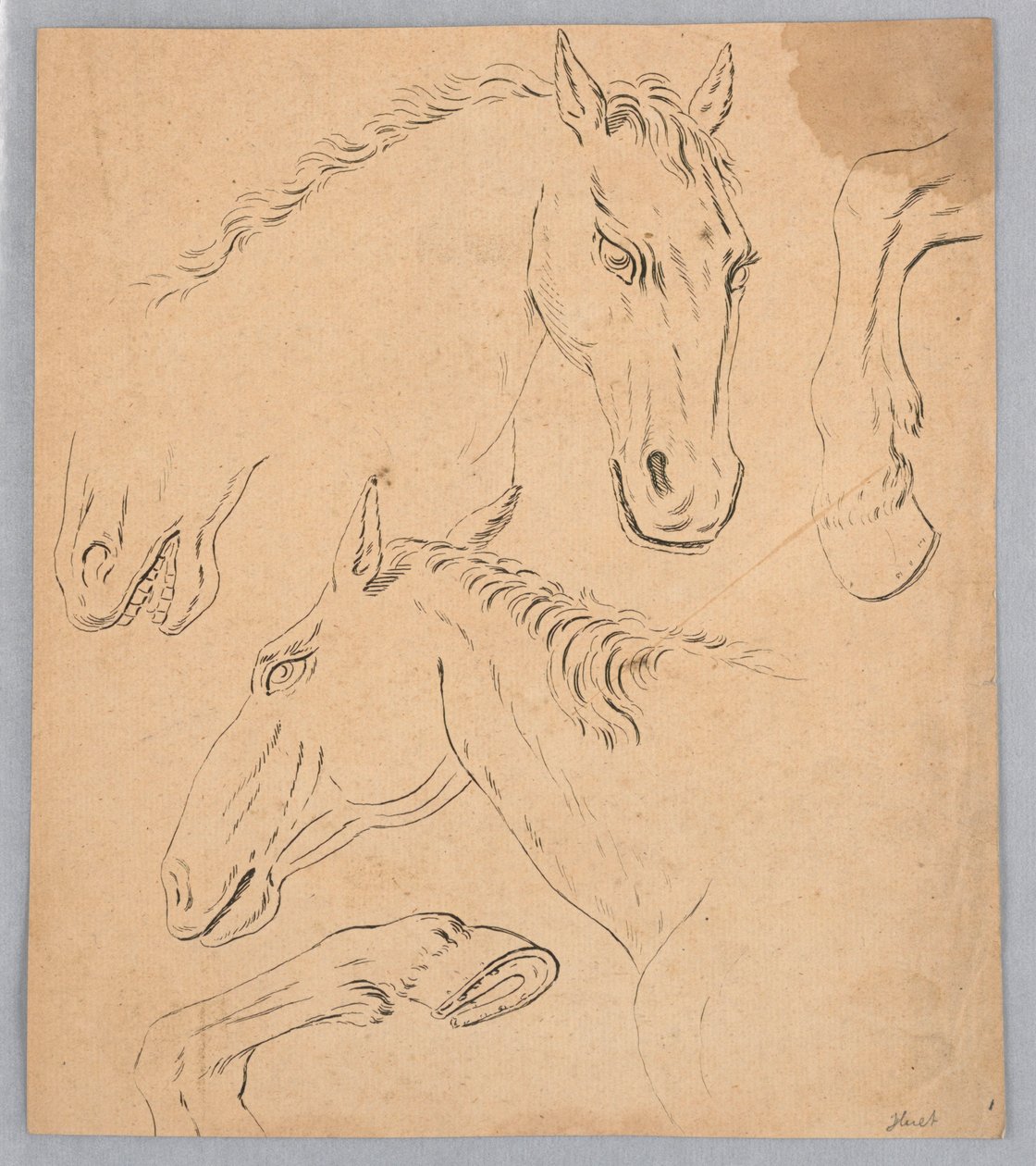 Esboços de cabeças de cavalo e cascos de Unknown artist