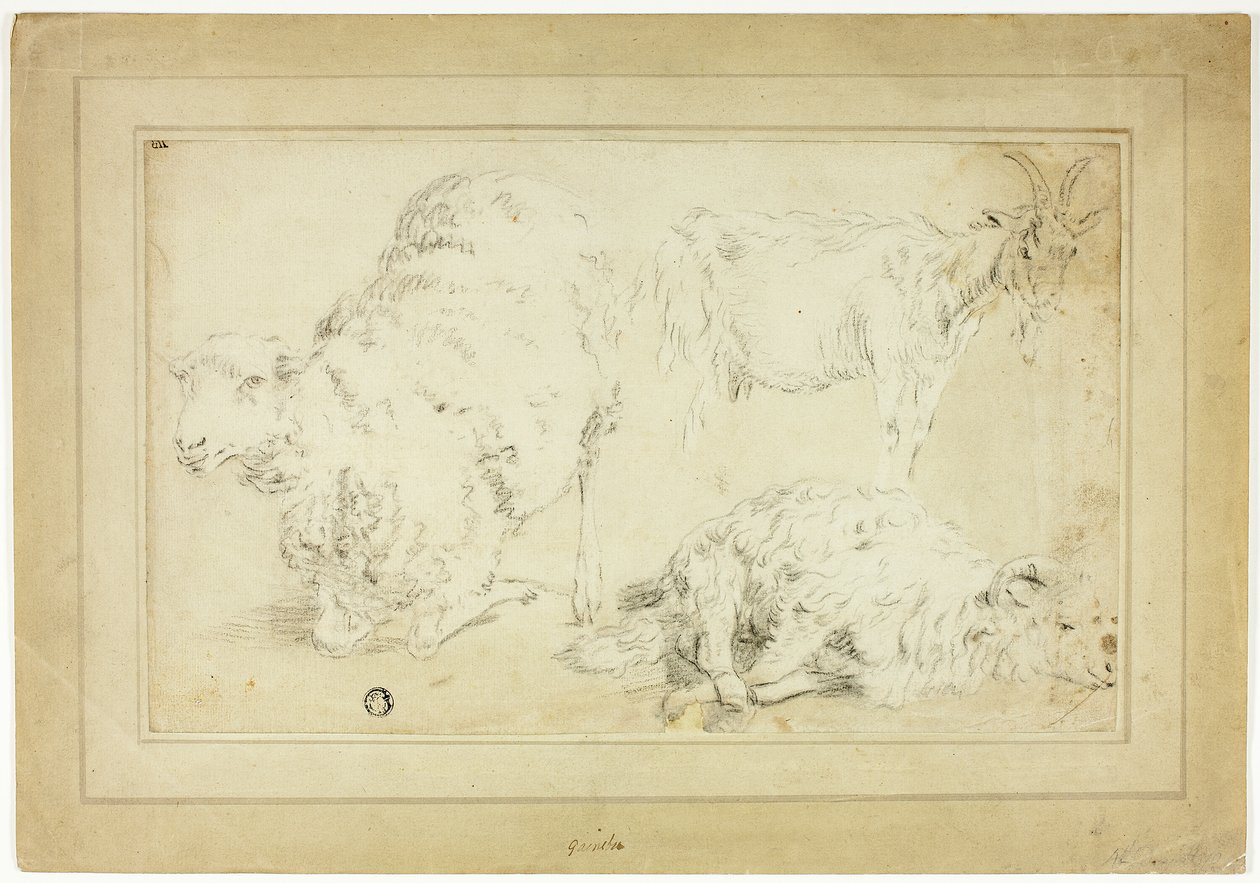 Esboços de ovelhas e cabras de Unknown artist