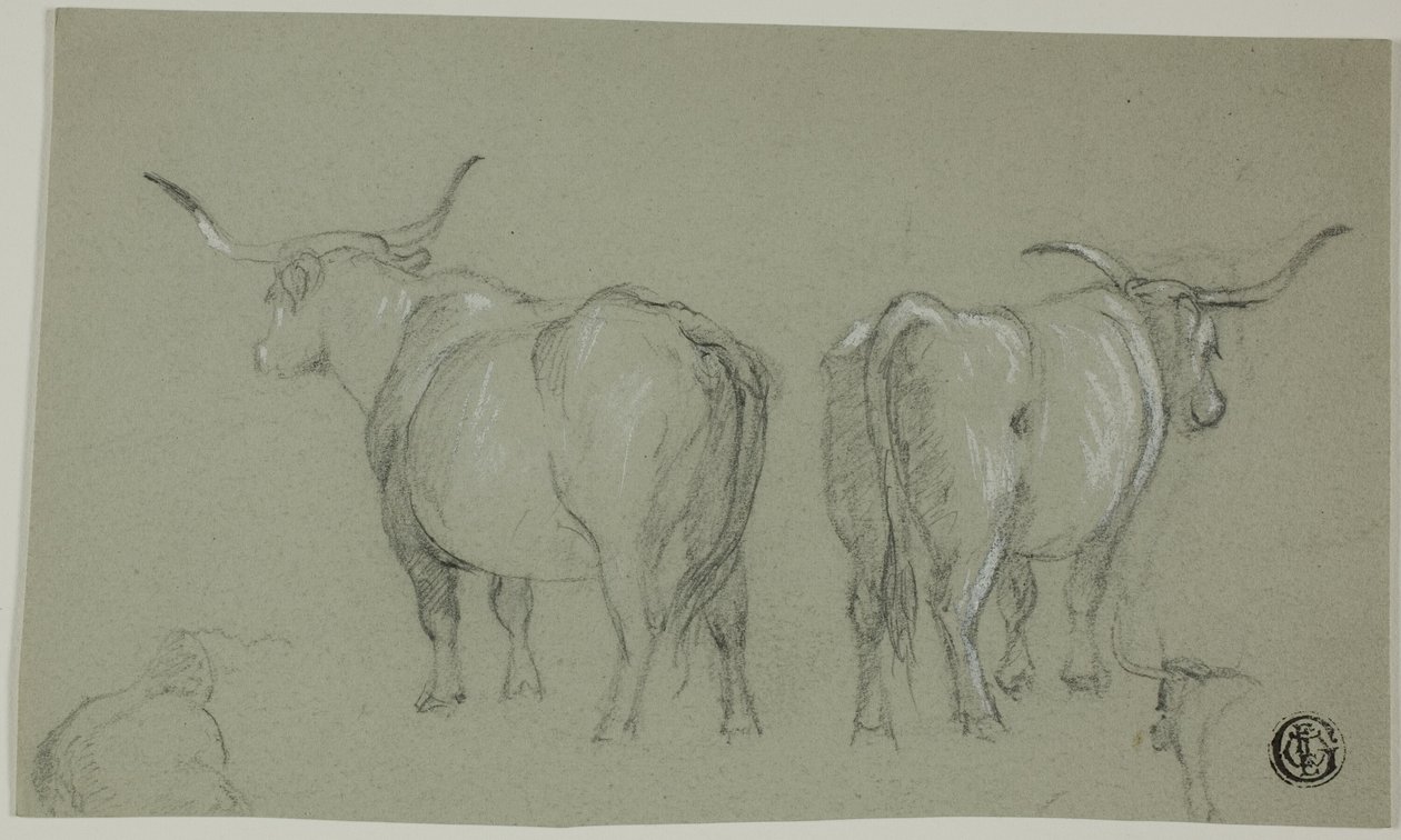 Esboços de gado branco da Maremma de Unknown artist