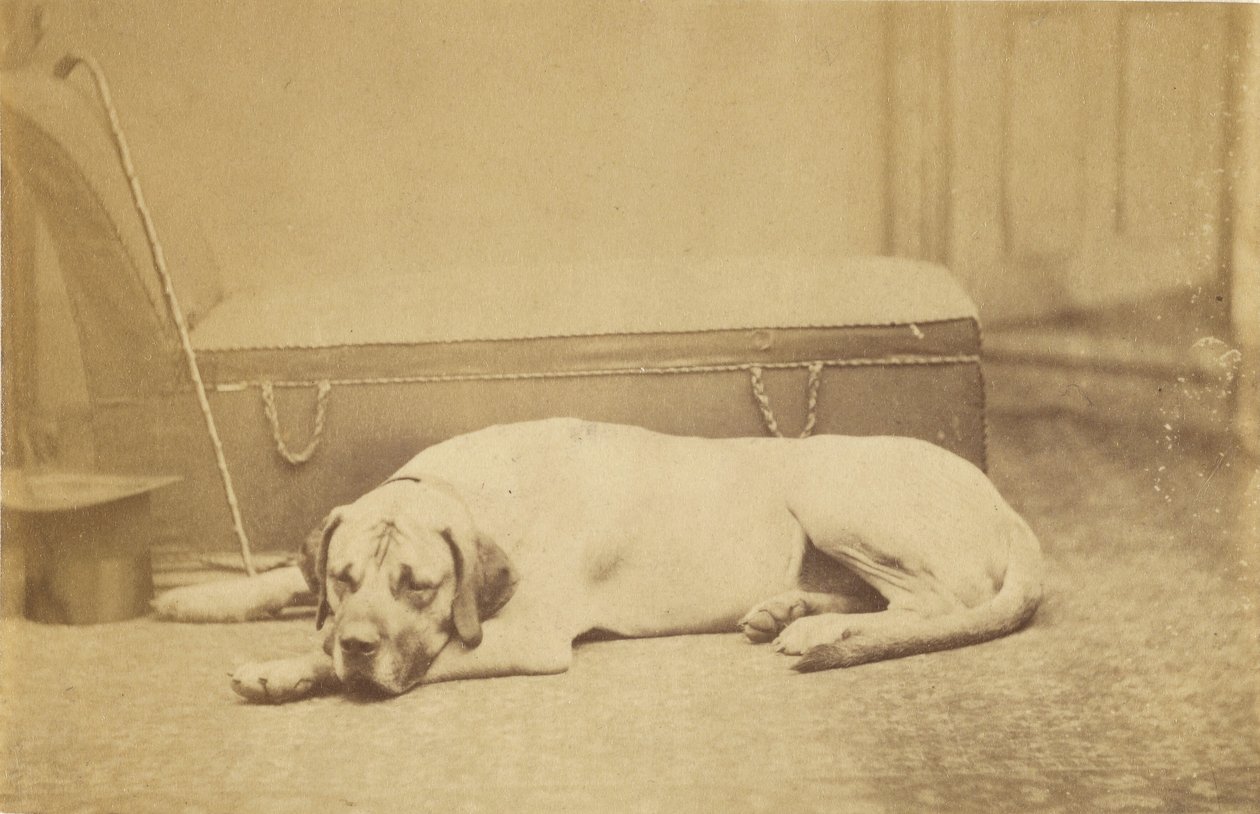 [Cão adormecido]. de Unknown artist