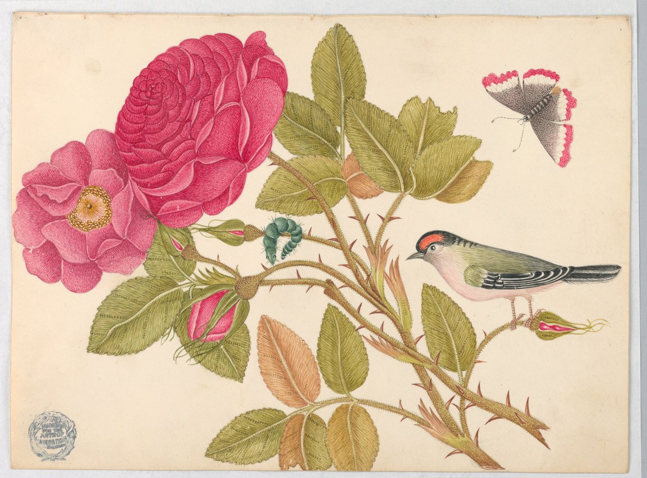 Pequeno pássaro ruivo no ramo de rosa de Unknown artist