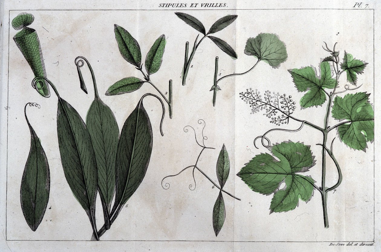 Estímulos e gavinhas: em "Flora Françoise, ou uma breve descrição de todas as plantas que crescem naturalmente em França, dispostas de acordo com um novo método de análise ao qual a citação das suas virtudes menos equívocas na medicina e a sua utilidade em de Unknown artist