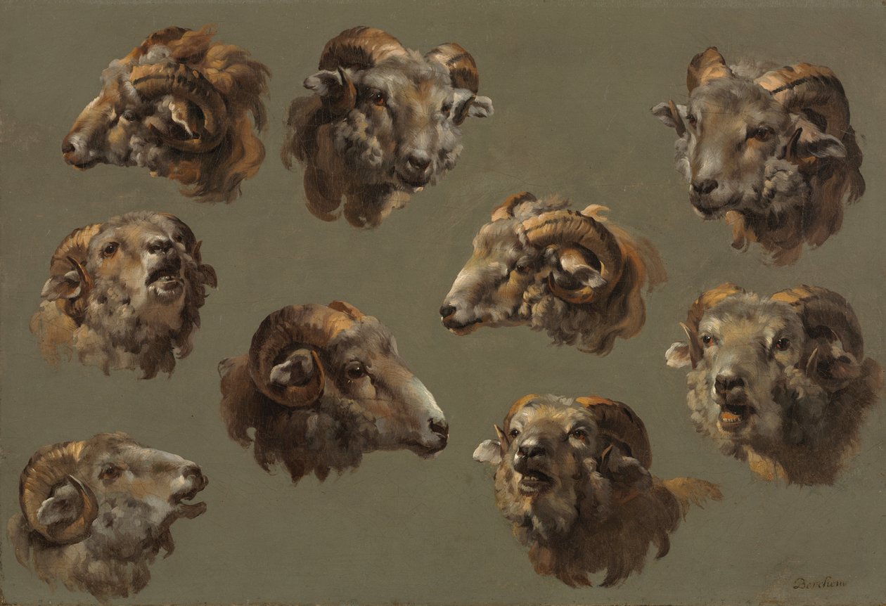 Estudos de cabeças de carneiro de Unknown artist