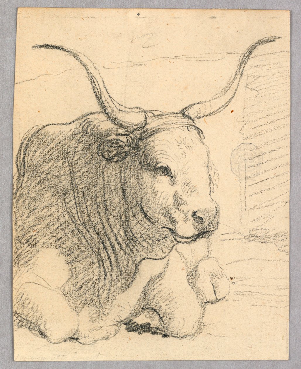 Estudo: uma vaca deitada de Unknown artist