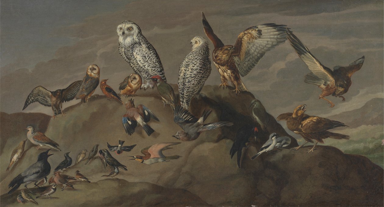 Estudo das Aves de Unknown artist