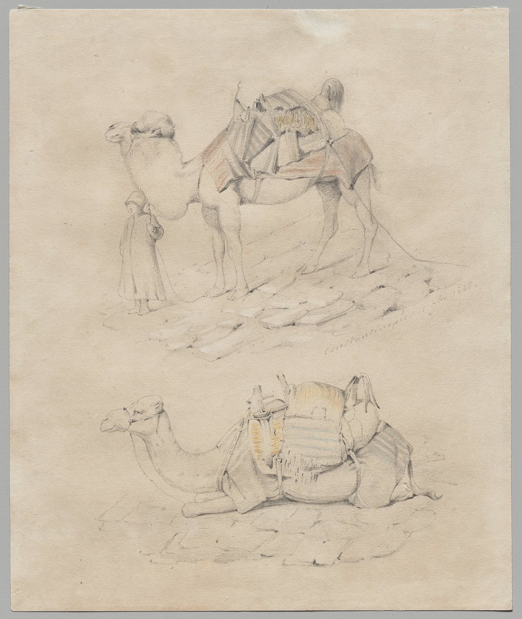 Estudo de camelos de Unknown artist