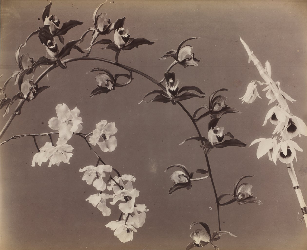 Estudo de orquídeas de Unknown artist