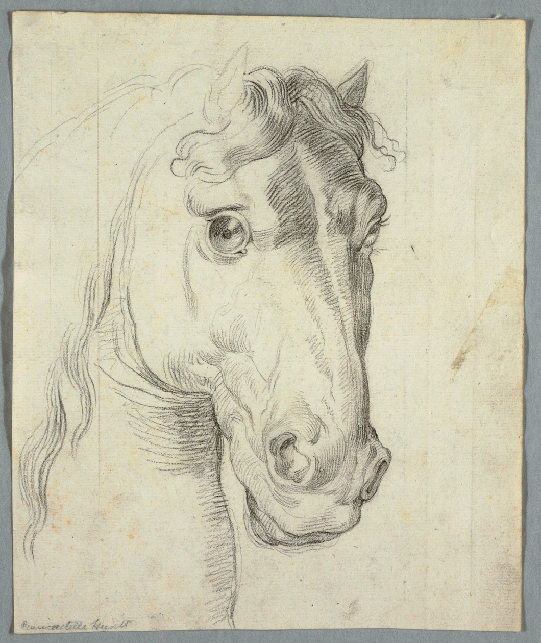 Estudo de um cavalo de Unknown artist
