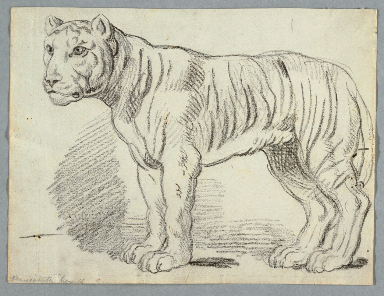 Estudo de um tigre de Unknown artist