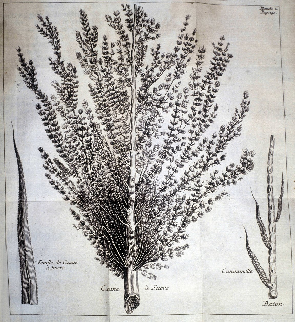 Cana-de-açúcar com folha e bastão - In "História Natural do Cacau e do Açúcar de Unknown artist