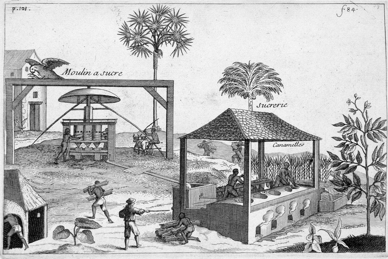Fabrico de açúcar: Usina de açúcar e usina de açúcar - em "História Geral das Drogas, Simples e Composta" por Pomet de Unknown artist