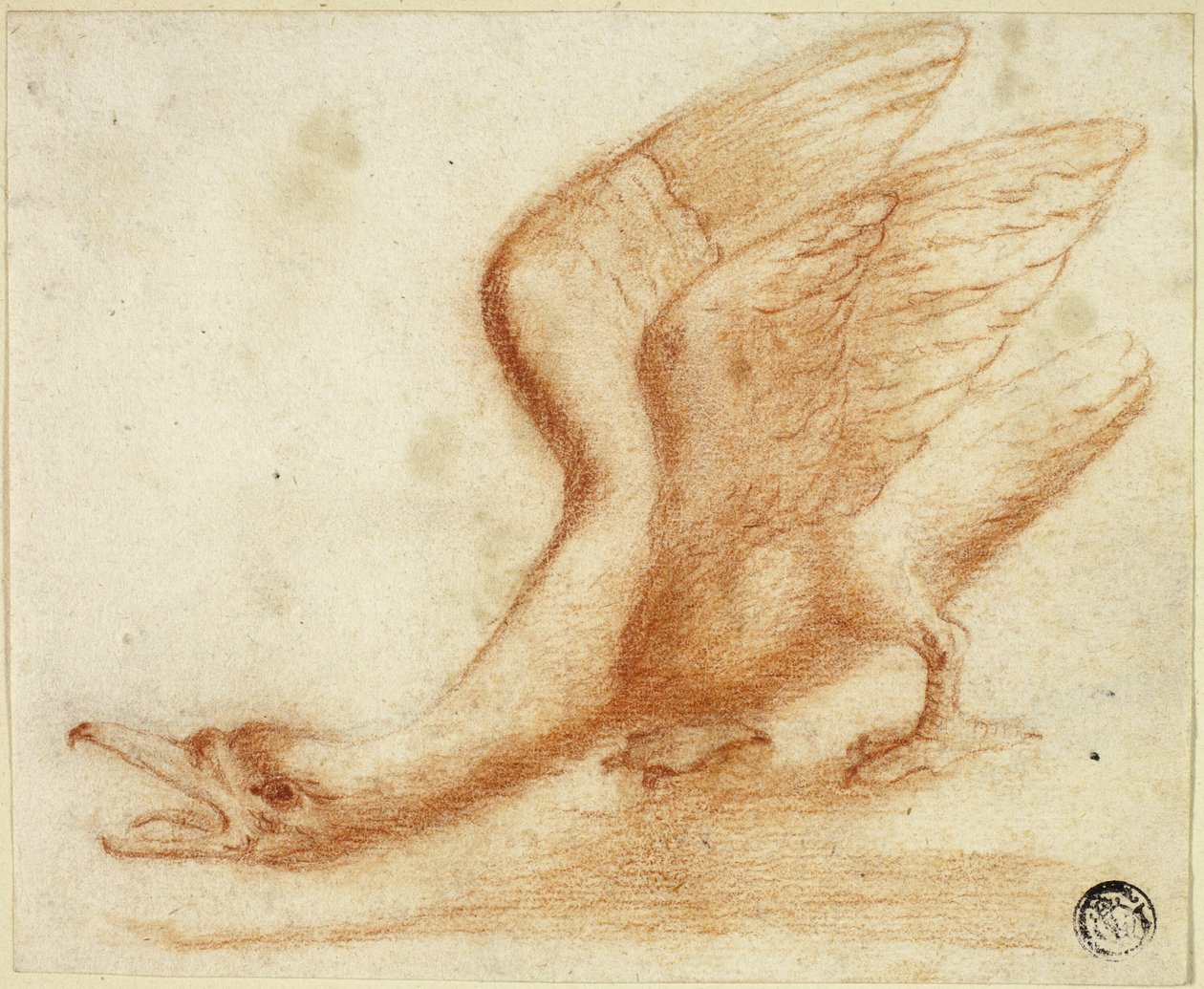 Cisne de Unknown artist