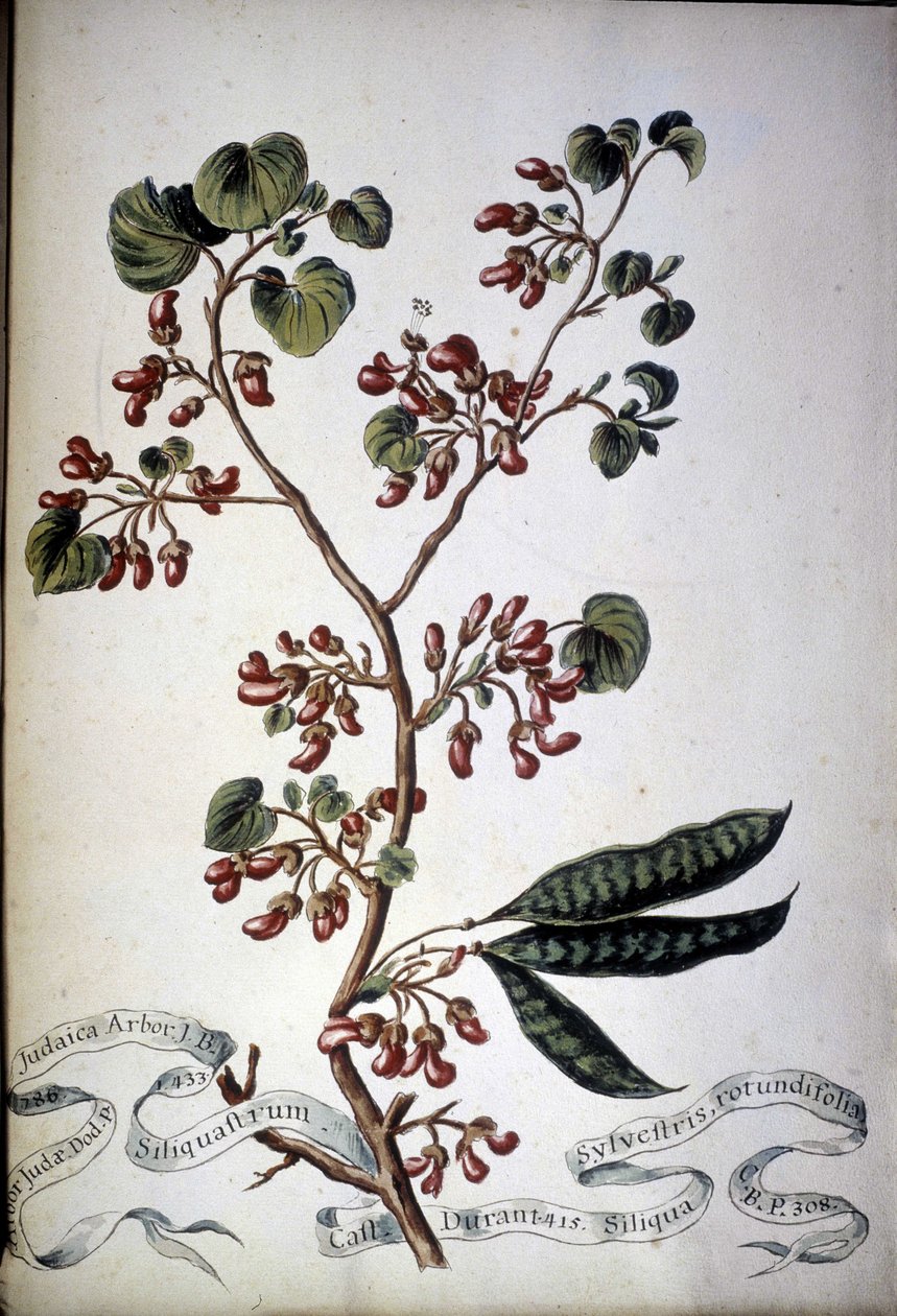 Sylvestris Rotundifolia. Herbário do século XIX. de Unknown artist
