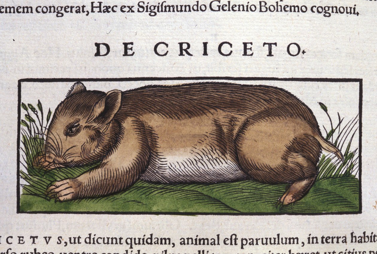 O Hamster em Historia Animalium por Conrad Gesner (1516 - 1565), Tiguri de Unknown artist