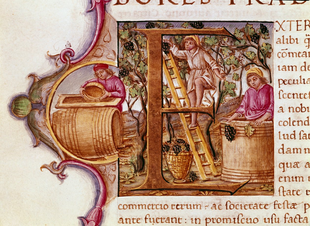 A Lettrina da Colheita do manuscrito "História Natural" do escritor romano e naturalista Plínio o Ancião (23-79 d.C.) Veneza Biblioteca Marciana do século XV de Unknown artist