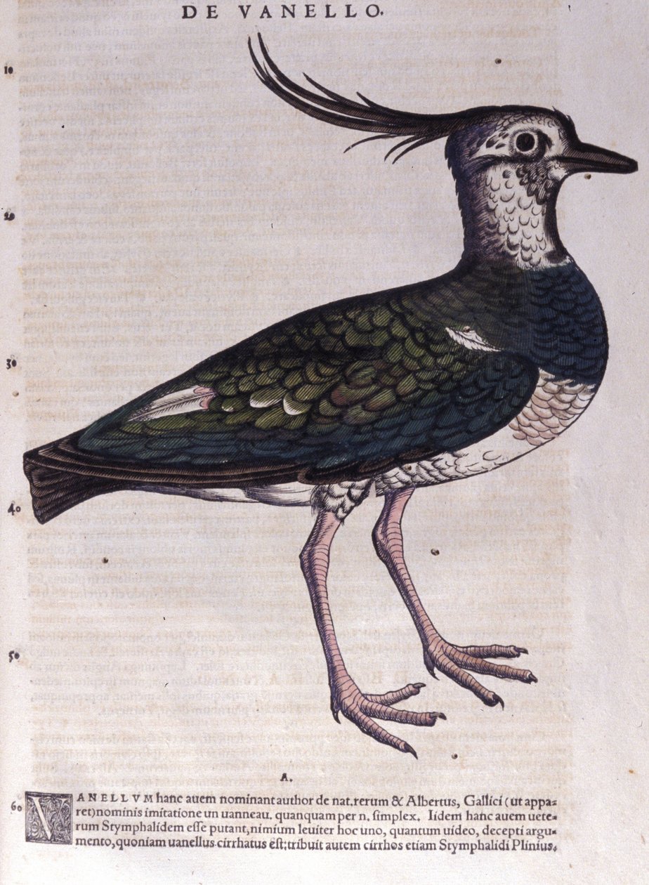 O abibe em Historia Animalium por Conrad Gesner (1516 - 1565), Tiguri de Unknown artist