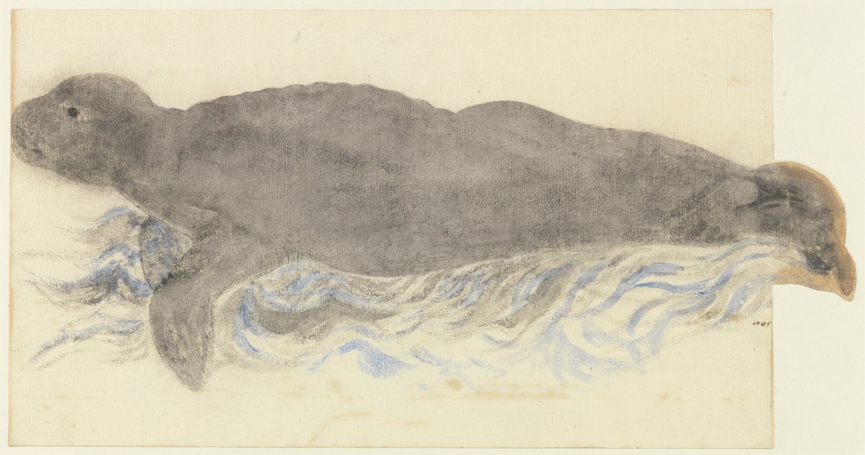 O Monge-Seal-Monachus monachus de Unknown artist