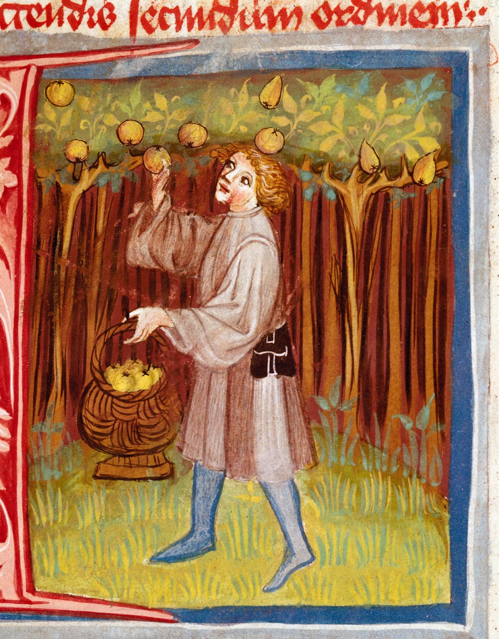 A colheita de frutas em miniatura do "The Rustican or Book of Country and Rural Profit" (Rerum ruralium commodorum) de Pietro de Crescenzi (Pedra Crescente ou Pedra Crescens) (1233-1320) Praga do século XIV, Biblioteca Nazionale de Unknown artist