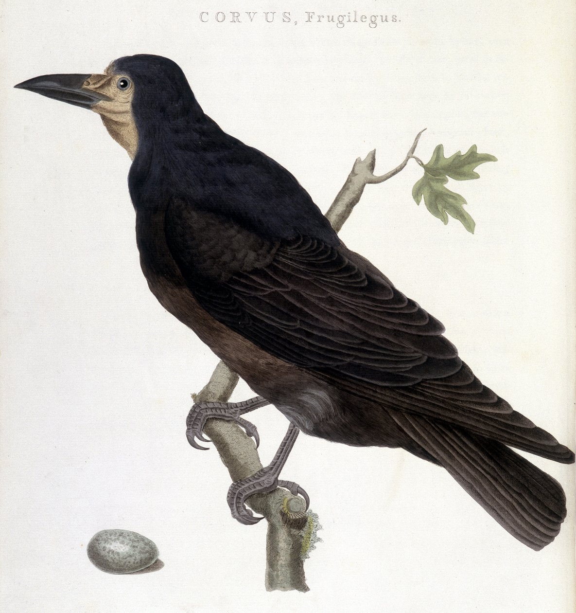 O Corvo Frugilegus - quadro de história natural de Unknown artist