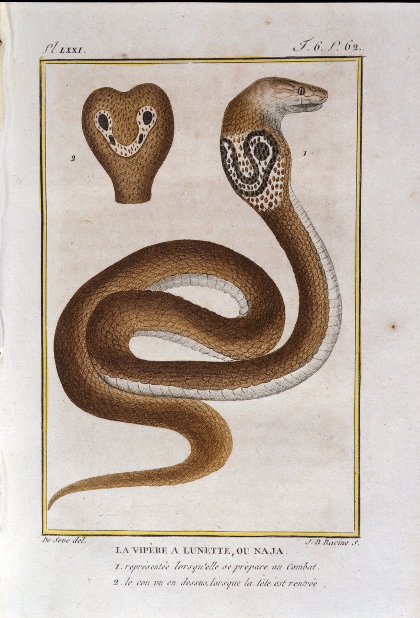 A víbora de luneta ou Naja. Placa retirada de uma traição da História Natural de "Obras de Buffon" pelo naturalista Georges Louis Leclerc, Conde de Buffon (1707 - 1788). Século XIX de Unknown artist