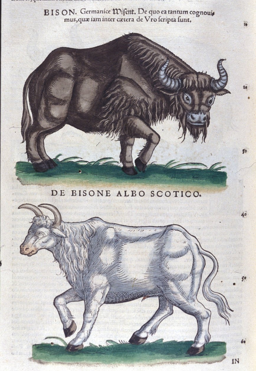 O bisonte e o bisonte branco de Historiae animalium por Konrad Gesner, Tiguri de Unknown artist
