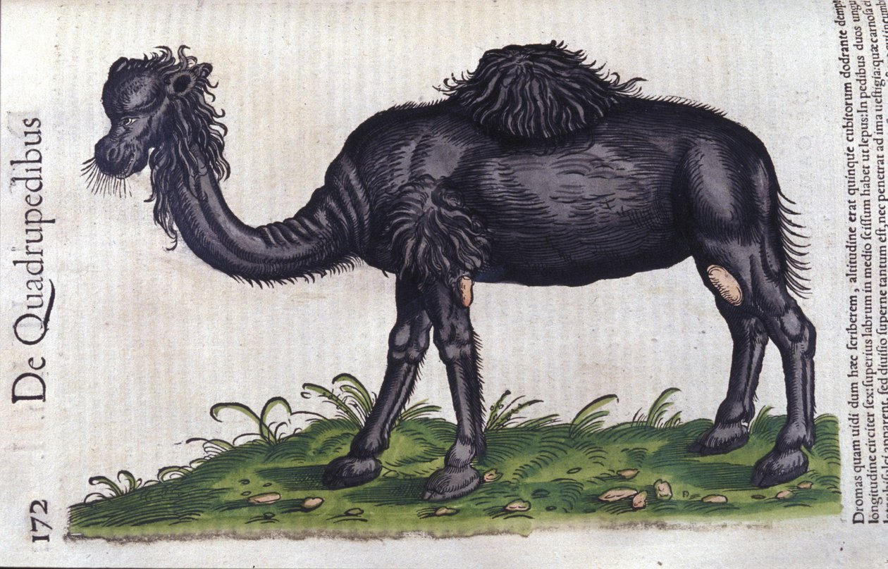 O camelo de Historiae animalium por Konrad Gesner, Tiguri de Unknown artist