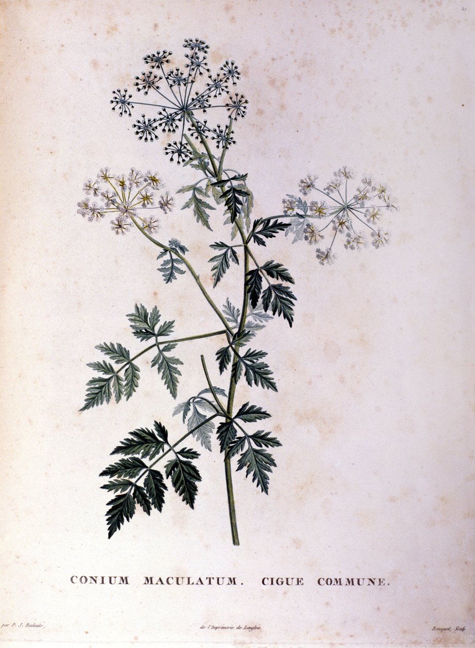 A cicuta comum. A gravura do século XVIII. de Unknown artist