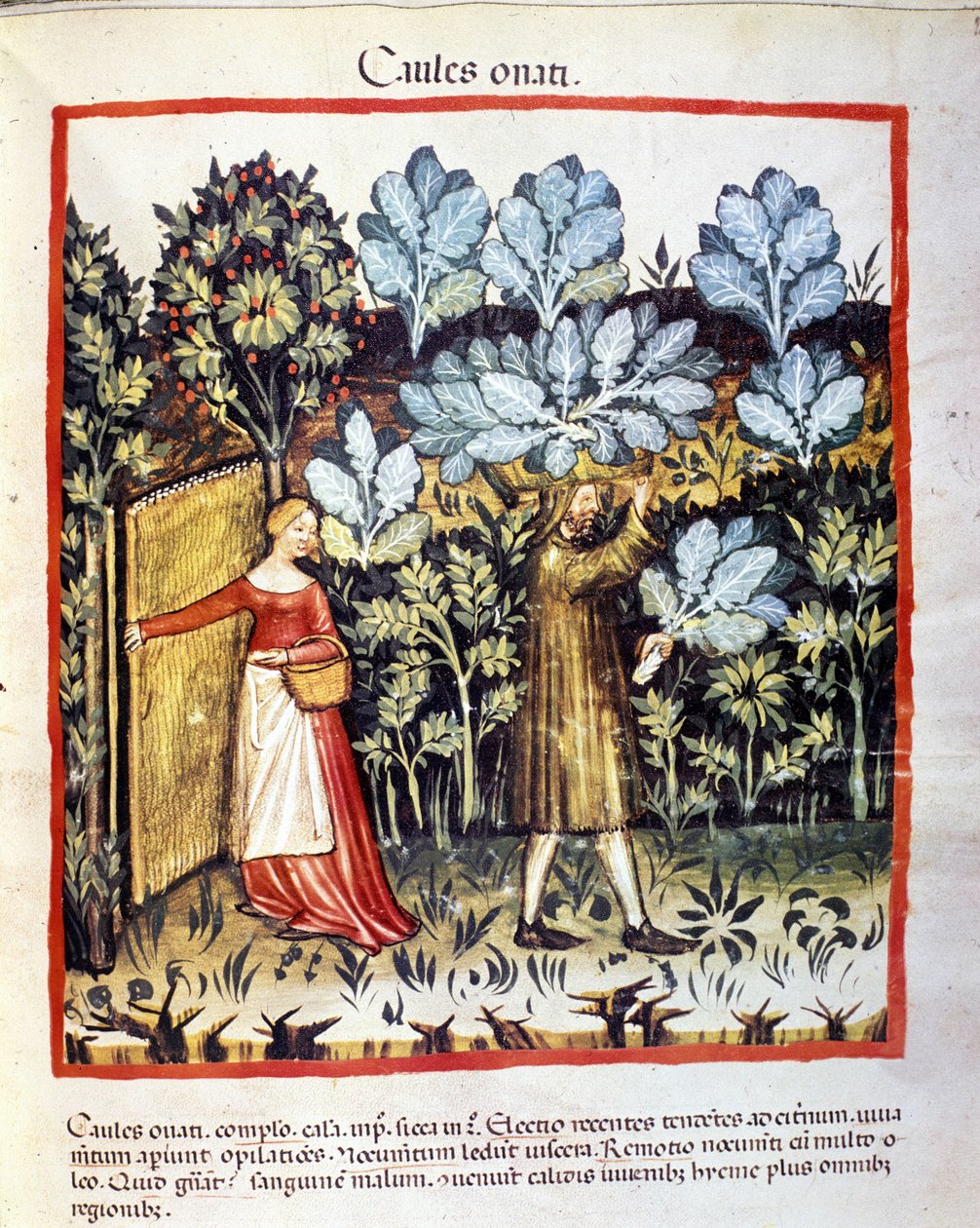 A cultura da couve floresce em uma horta. Iluminação a partir da ordenha de medicamentos e dietética "Tacuinum sanitatis". de Unknown artist